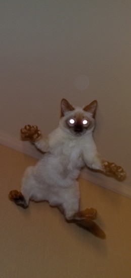 15042009145