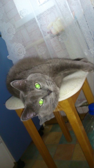 Кот