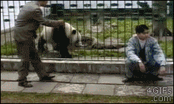 panda-zhivotnye-mimimi-gifki-792630