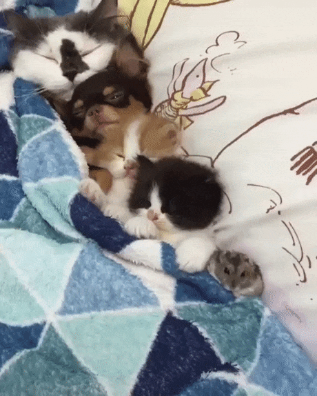 2d4aa863926e09be142ea85a51b7d335eaa72044019a27bbef1fd6b63048cf47_1