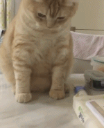 gif3843