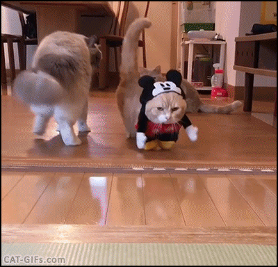 CAT GIF • Funny Kitty walking with his new costume  Am I cute or what