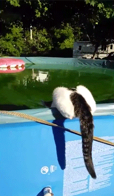 https_vk_com_gif_fa