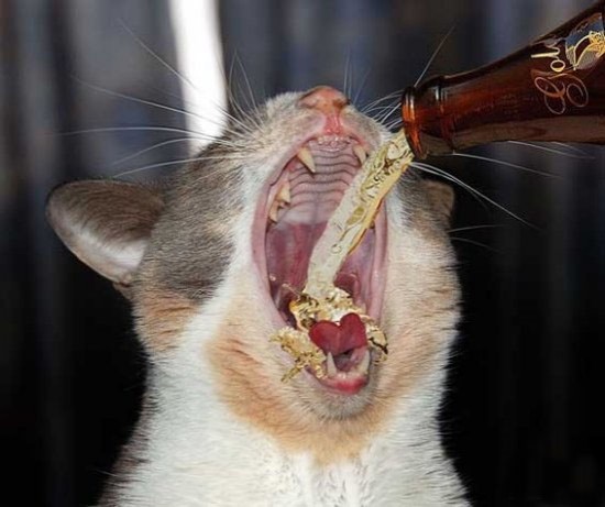 cat_fri
