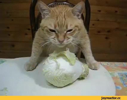 Кот ест капусту