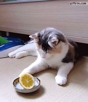 cat_vs_lemon