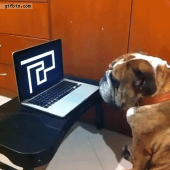 bulldog_reacts_to_scare_maze_prank
