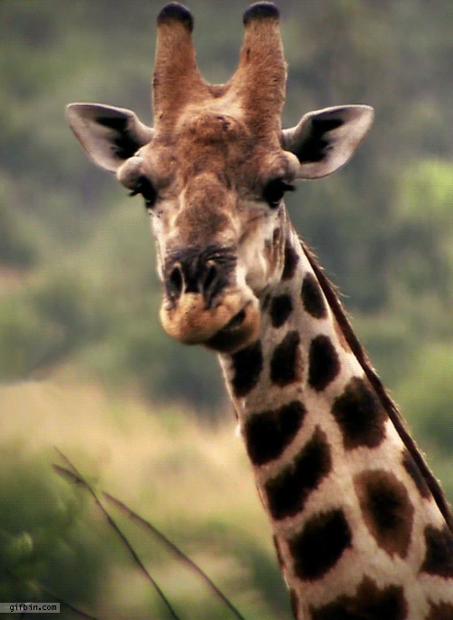 giraffe_om_nom_nom