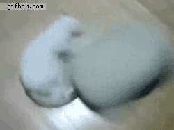 cat_spinning_a_pillow