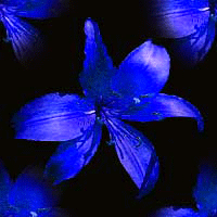 77008401_d1ff406f57eb