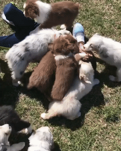 Зализан до смерти