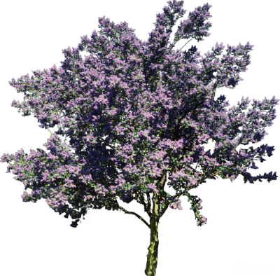 1445344704_trees-and-shrubs-04