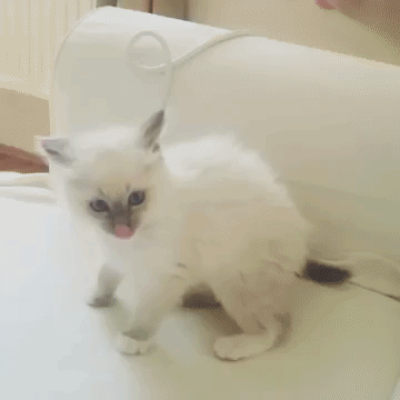котозомби
