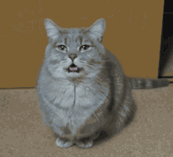 Кот зевает