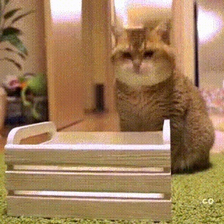Кот