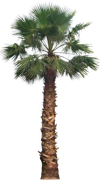 washingtoniafil02L