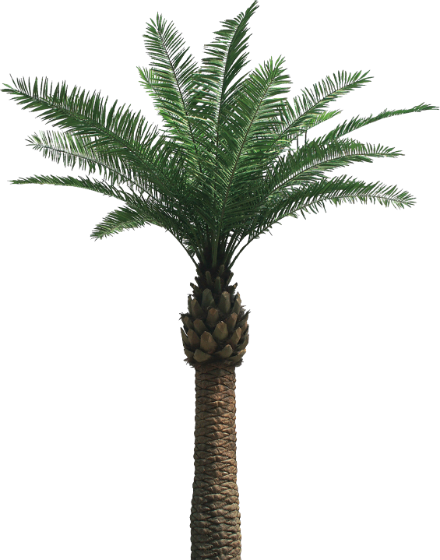 palm_tree