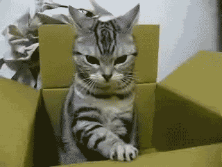 кот коробка