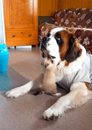 Приставучий