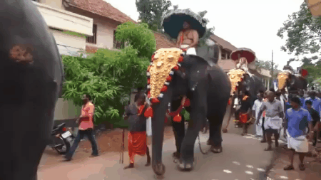 -Индия-шествие-слон-3779663