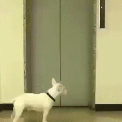 gif_1494604172