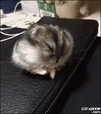 хомиак