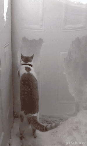 __cat_snow