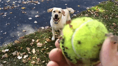 __dog_listva
