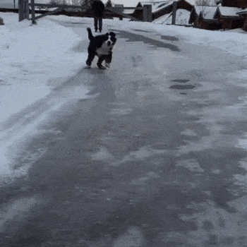 __dog_skolzit2