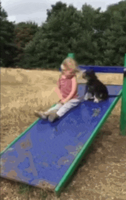 __dog_tolkni