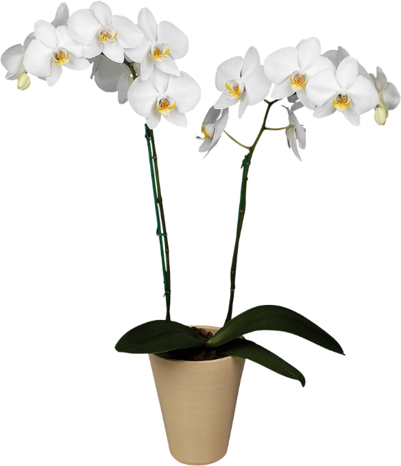 whiteorchids04