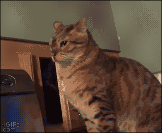котаны