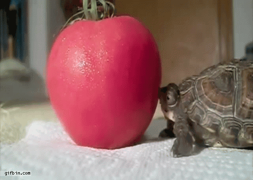 _turtle_vs_tomato