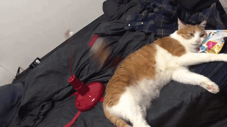 Кот которому ничего не надо