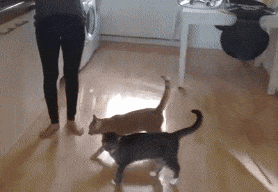 rrRfG6I4QVWe2iedu6hs_cat jumps on counter