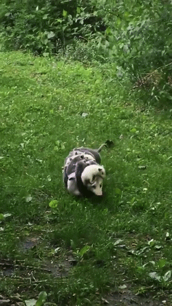 Родительская забота