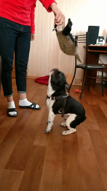 VID_20170603_193706-ANIMATION