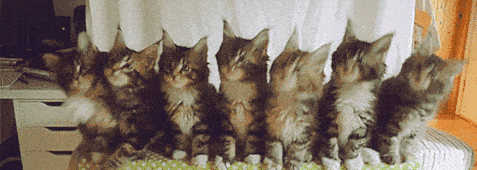 котэ