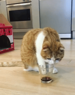 Это не виски...