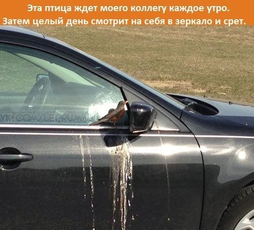 bbRPbAB2mto