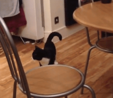 Кот скачет