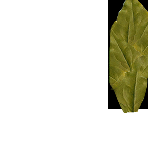 wasserlilie 2c blatt4
