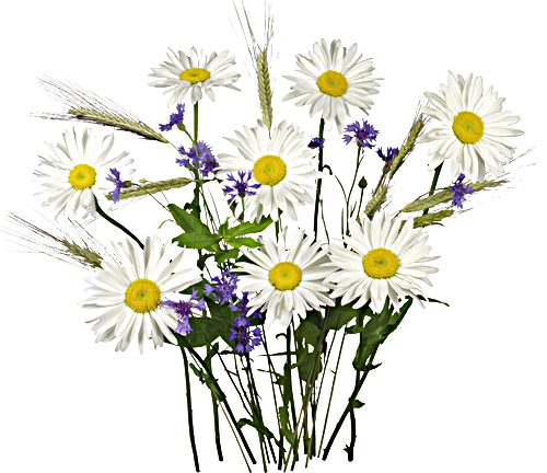 wiesenblumen 1
