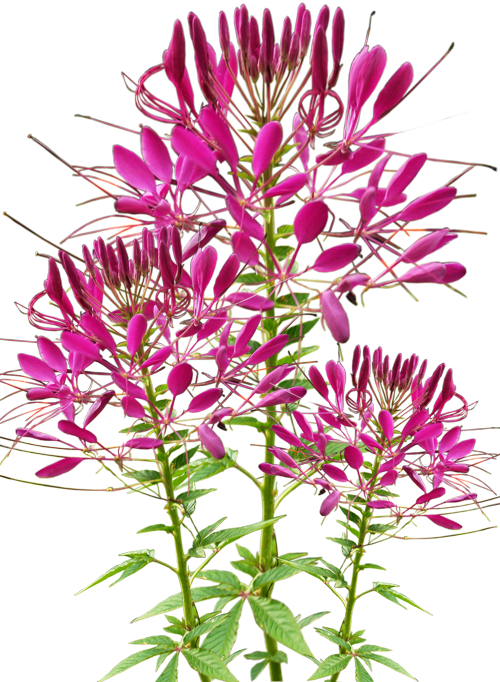wiesenblumen 2a