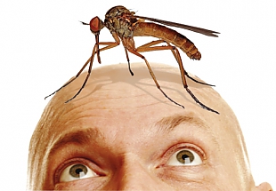 комар на голове