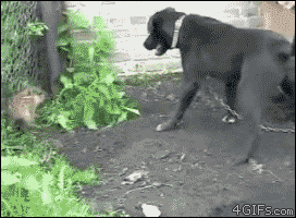 Отважный хрюн