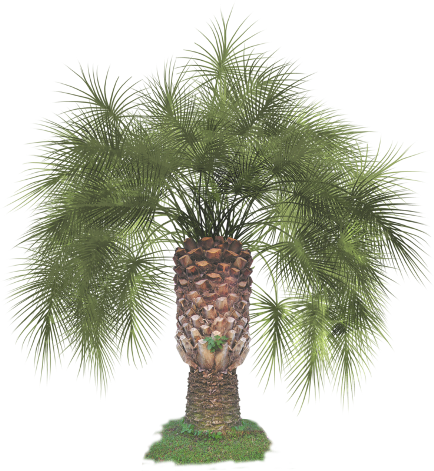 пальма