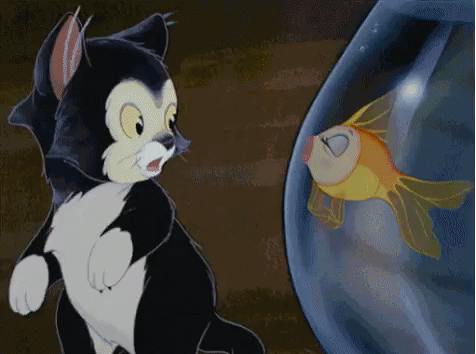 РЫБКА и КОТ