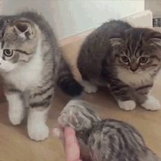 gif4348
