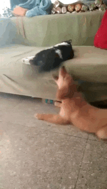 __cat_dog